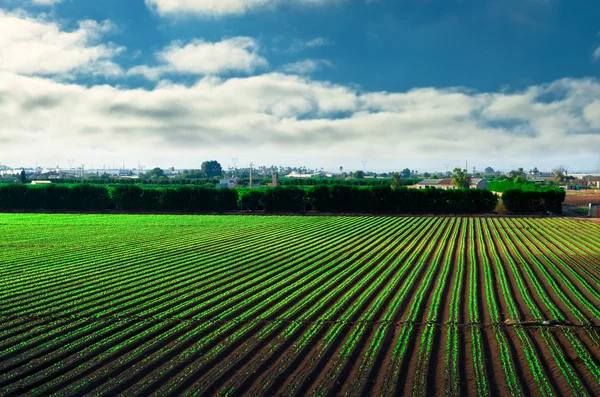 Landbouwgebied en blauwe lucht — Stockfoto