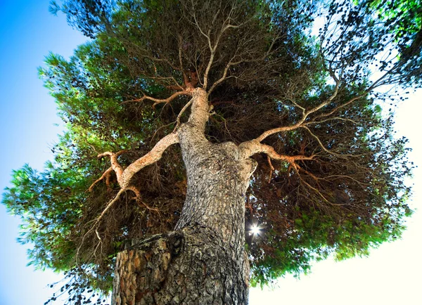 stock image Huge tree outdoors