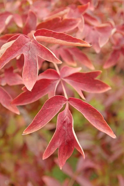 Röda bladet — Stockfoto