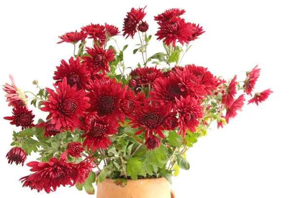 Red chrysanthemums — Stock Photo, Image