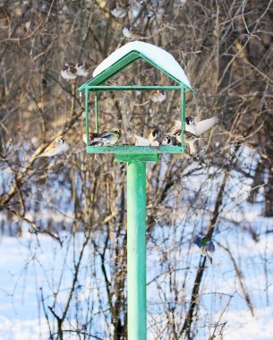 Feeding trough for the birds clipart