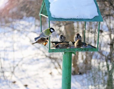 Winter feeding clipart