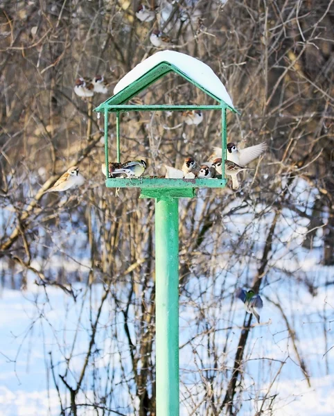 Yalak kuşlar için besleme — Stok fotoğraf