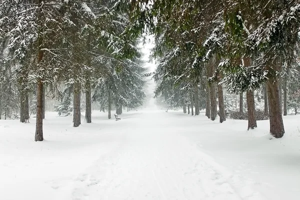 stock image Fir trees in the snow