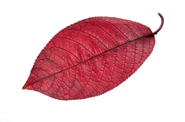 Kırmızı yaprak düşer — Stok fotoğraf
