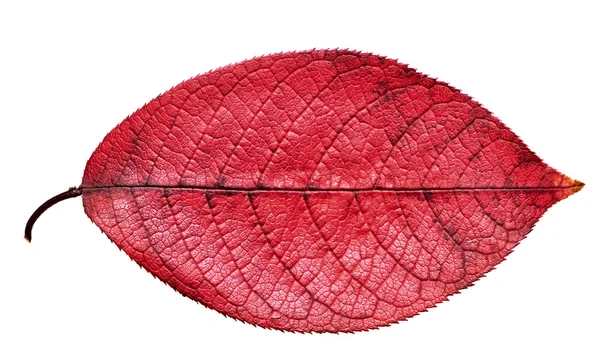 Foglia rossa d'autunno — Foto Stock