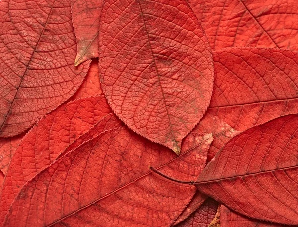 Red leaves background — Stock Photo, Image