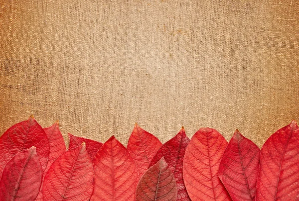 Hojas de otoño sobre fondo de arpillera — Foto de Stock