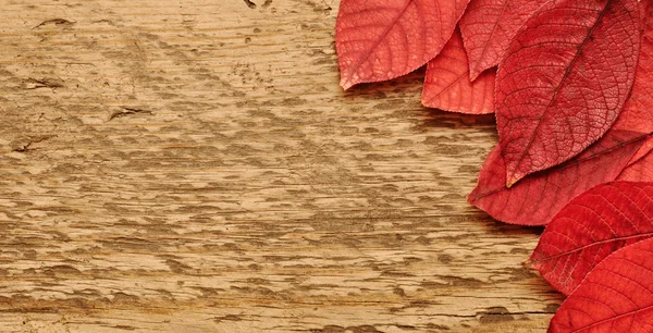 Hojas de otoño sobre fondo de madera. — Foto de Stock