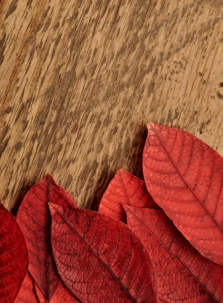 Foglie d'autunno su sfondo di legno. — Foto Stock