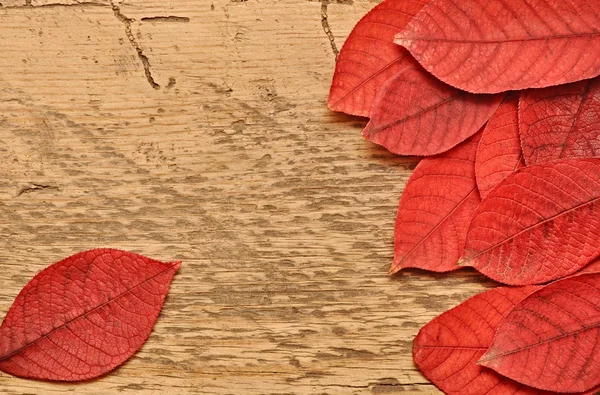 Herbstblätter über hölzernem Hintergrund. — Stockfoto