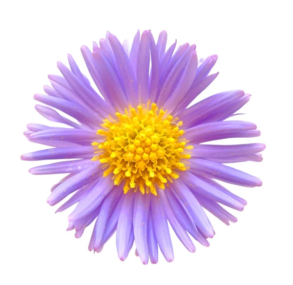 Ένα μπλε λουλούδι — Φωτογραφία Αρχείου