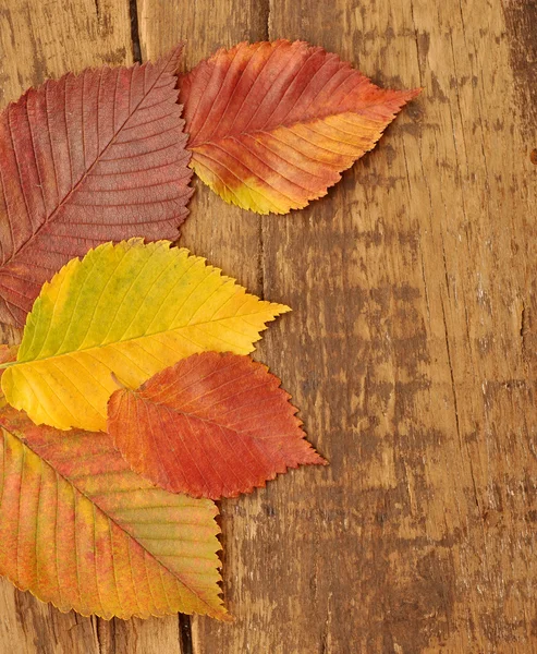 Yellow autumn leaves on old wood background — Stock Photo, Image