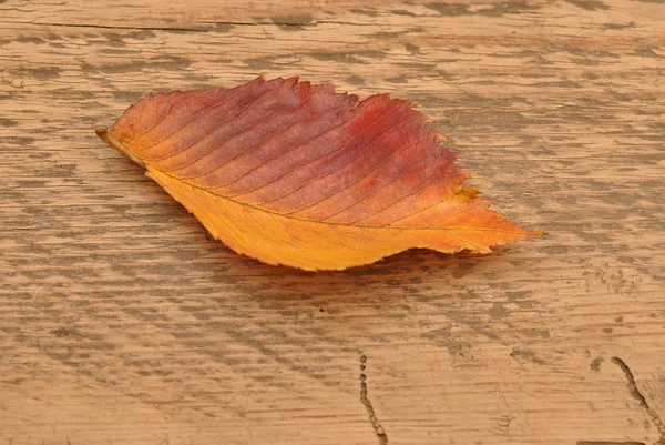Yellow autumn leaf on wooden background — Stock Photo, Image