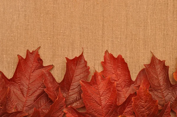 Folhas de outono sobre fundo Burlap — Fotografia de Stock