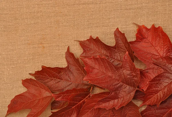 Hojas de otoño sobre fondo de arpillera — Foto de Stock