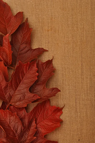 Autumn leaves over burlap background — Stock Photo, Image