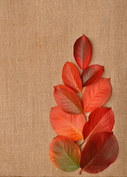 Podzimní listí nad pytlovina pozadí — Stock fotografie