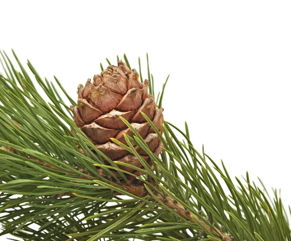 Cone de pinheiro siberiano com ramo — Fotografia de Stock