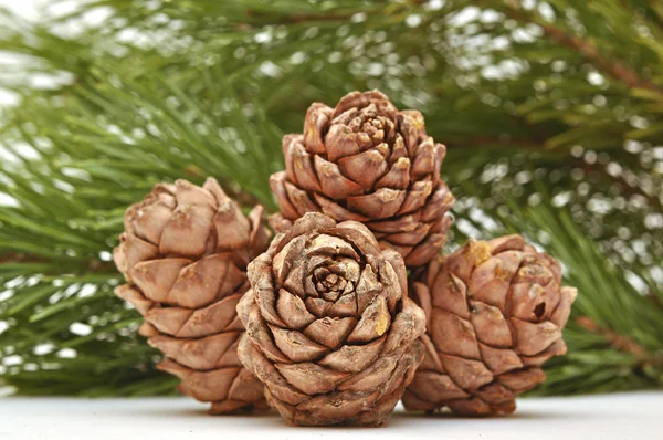 Cones de pinheiro siberiano com ramo — Fotografia de Stock