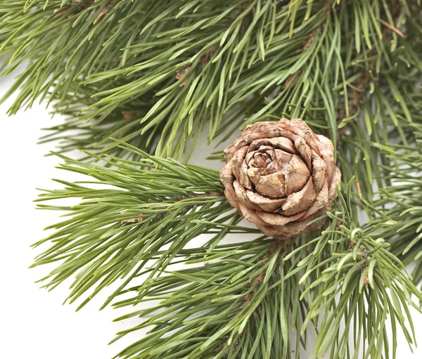Cono de pino siberiano con rama — Foto de Stock