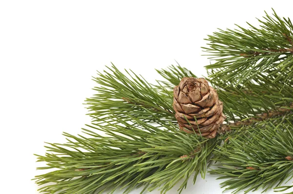 Cone de pinheiro siberiano com ramo — Fotografia de Stock