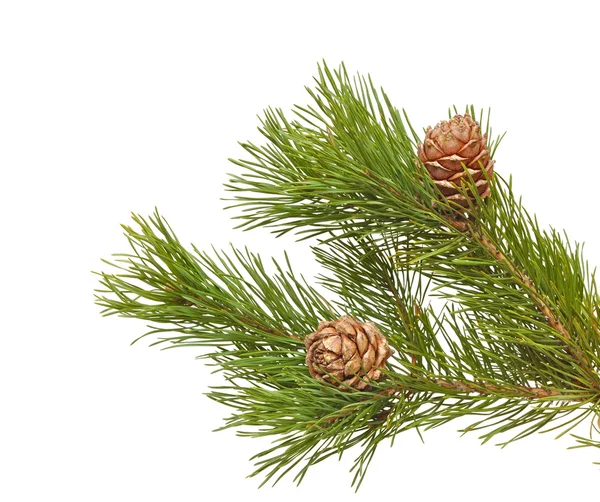 Siberian pine cones with branch — Stock Photo, Image