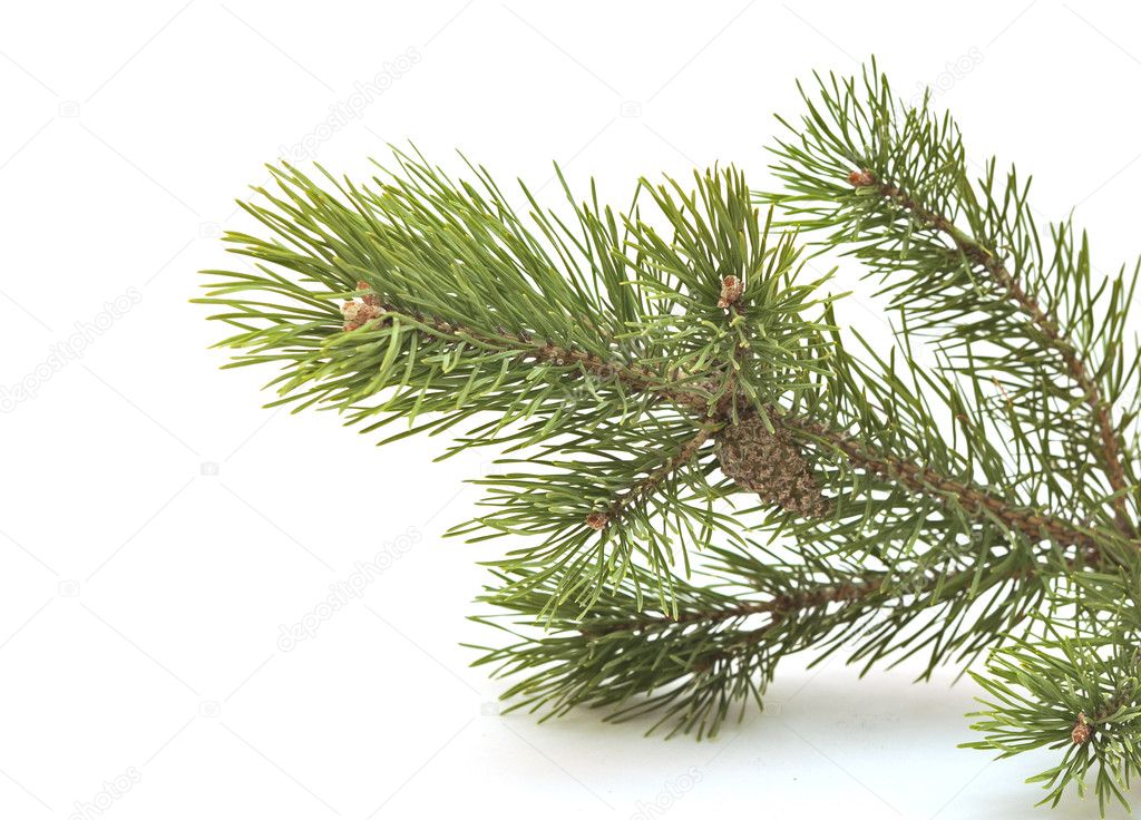 Branch siberian pine