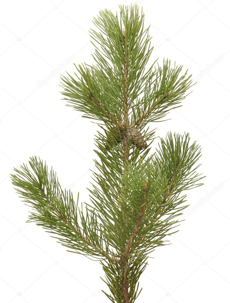 Branch siberian pine