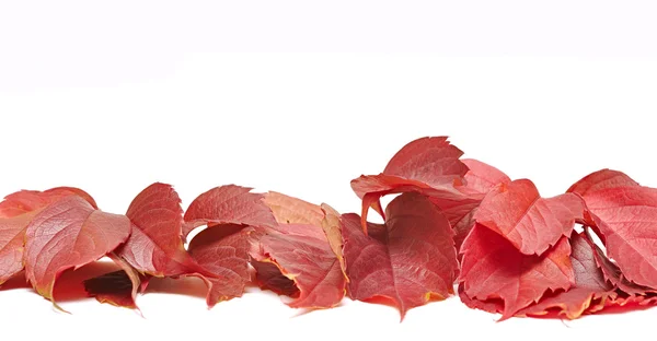 Autumn leaves on white — Stock Photo, Image