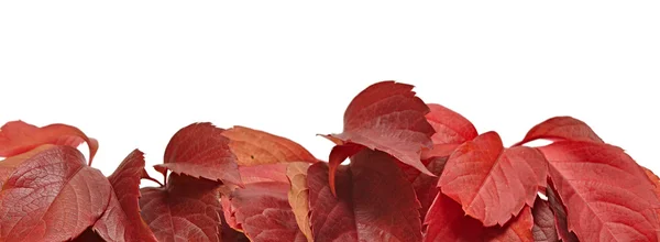 Herbstblätter auf Weiß — Stockfoto