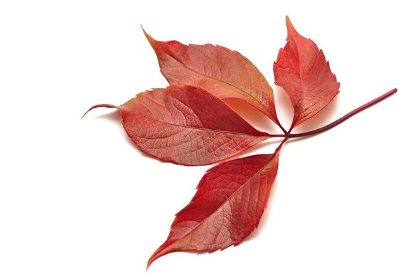 Rote Herbstblätter auf weißem Grund — Stockfoto