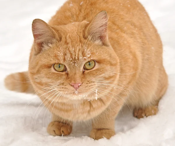 stock image Red cat on the snow.