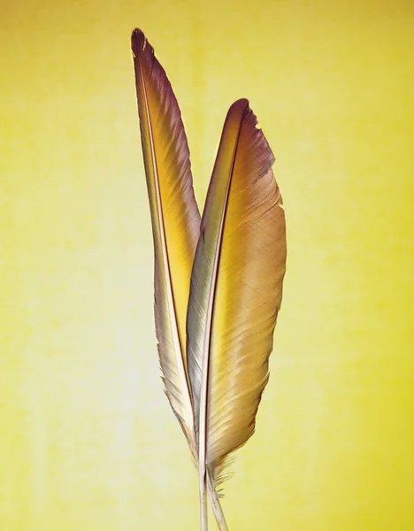 stock image Yellow feather