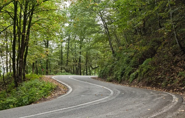 stock image Road in the jungle