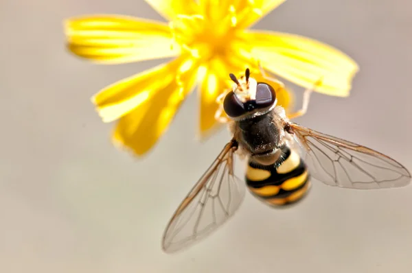 ผึ้งบนดอกไม้ — ภาพถ่ายสต็อก