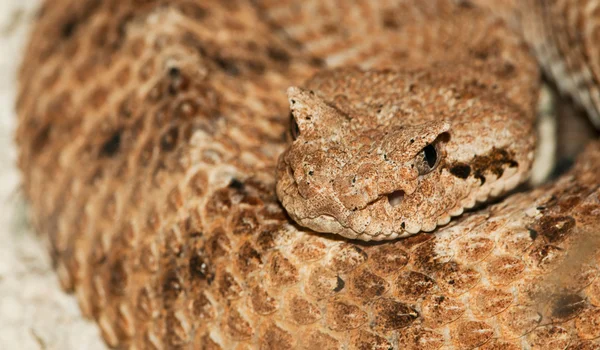 沙漠角毒蛇 — 图库照片