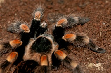 Meksikalı kırmızı diz tarantula