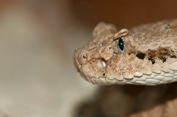 사막의 뱀 머리 — 스톡 사진