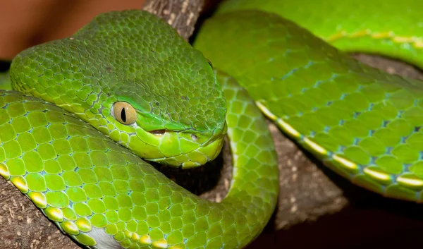 Venomous green viper — Stock Photo, Image