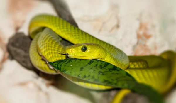 Zelený had v lese — Stock fotografie