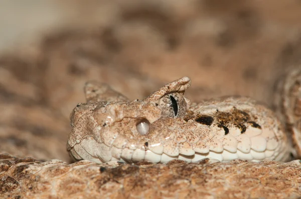 Woestijn slang — Stockfoto