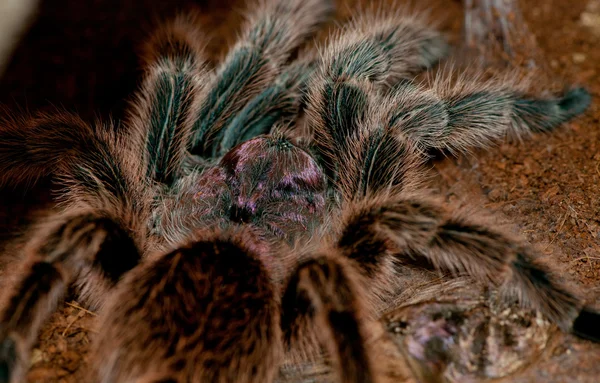 Чилійський Роуз тарантула — стокове фото
