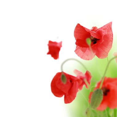 Beautiful poppy head isolated clipart