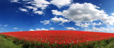 Poppy field clipart