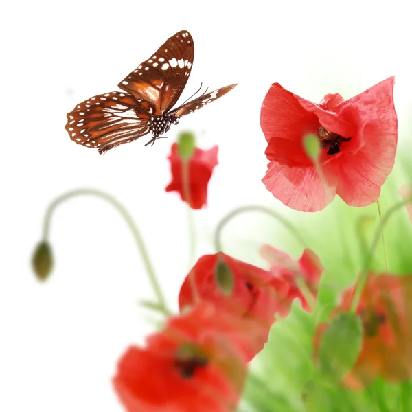 Flores de amapola con mariposa — Foto de Stock