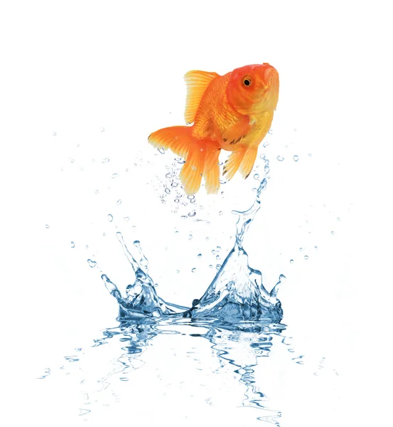 Vattenstänk med guld fisk — Stockfoto