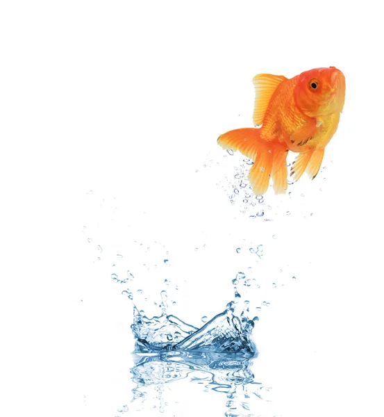 stock image Water splash with gold fish