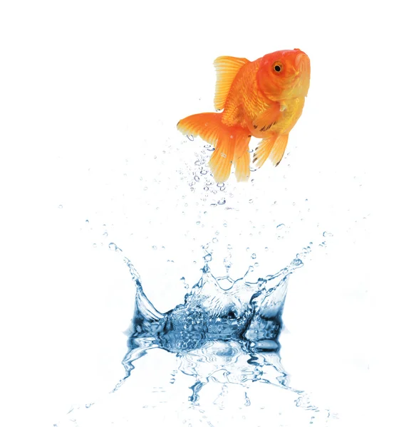 Vattenstänk med guld fisk — Stockfoto