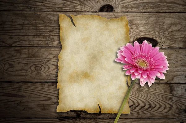 Old paper with gerber flower on wooden background — Stock Photo, Image